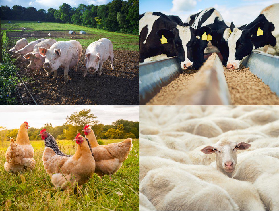 Livestock-collage